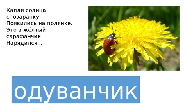 Схема слова одуванчики