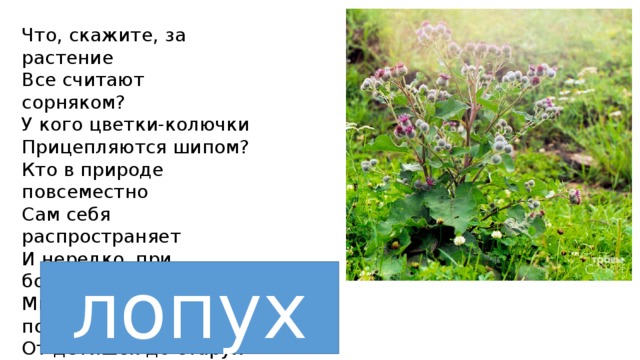 Что, скажите, за растение Все считают сорняком? У кого цветки-колючки Прицепляются шипом? Кто в природе повсеместно Сам себя распространяет И нередко, при болезнях, Многим людям помогает? От детишек до старух Как зовут его? … лопух