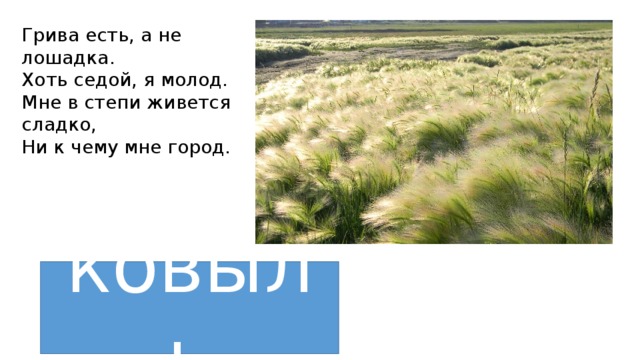 Грива есть, а не лошадка.  Хоть седой, я молод.  Мне в степи живется сладко,  Ни к чему мне город. ковыль