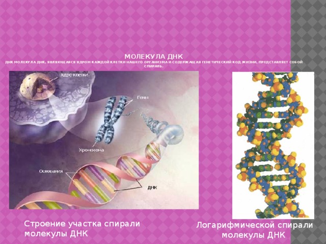 Молекула ДНК  ДНК Молекула ДНК, являющаяся ядром каждой клетки нашего организма и содержащая генетический код жизни, представляет собой спираль.   Строение участка спирали молекулы ДНК Логарифмической спирали молекулы ДНК