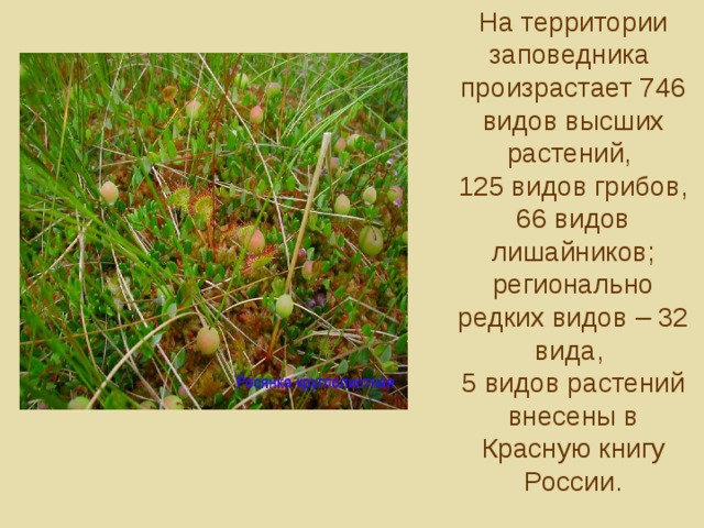 На территории заповедника  произрастает 746 видов высших растений,  125 видов грибов, 66 видов лишайников; регионально редких видов – 32 вида,  5 видов растений внесены в Красную книгу России.