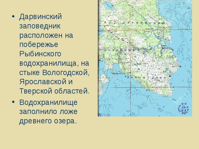 Дарвинский заповедник расположен на побережье Рыбинского водохранилища, на стыке Вологодской, Ярославской и Тверской областей. Водохранилище заполнило ложе древнего озера.