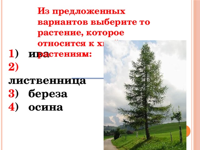 Из предложенных вариантов выберите то растение, которое относится к хвойным растениям: 1 )  ива 2)  лиственница 3 )  береза 4 )  осина