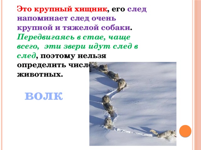 Это крупный хищник , его след напоминает след очень крупной и тяжелой собаки . Передвигаясь в стае, чаще всего, эти звери идут след в след , поэтому нельзя определить число прошедших животных. волк