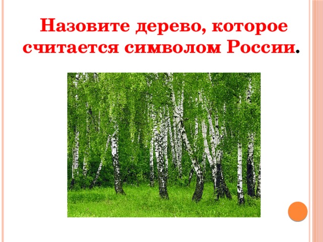 Назовите дерево, которое считается символом России .