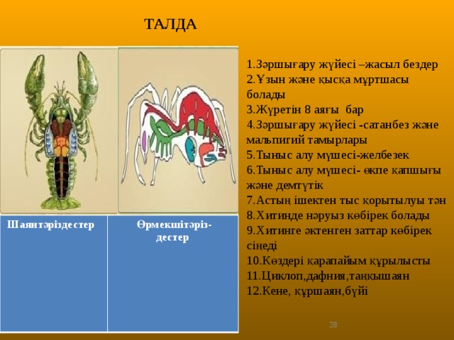 ТАЛДА 1.Зәршығару жүйесі –жасыл бездер 2.Ұзын және қысқа мұртшасы болады 3.Жүретін 8 аяғы бар 4.Зәршығару жүйесі -сатанбез және мальпигий тамырлары 5.Тыныс алу мүшесі-желбезек 6.Тыныс алу мүшесі- өкпе қапшығы және демтүтік 7.Астың ішектен тыс қорытылуы тән 8.Хитинде нәруыз көбірек болады 9.Хитинге әктенген заттар көбірек сіңеді 10.Көздері қарапайым құрылысты 11.Циклоп,дафния,таңқышаян 12.Кене, құршаян,бүйі Шаянтәріздестер  Өрмекшітәріз- дестер