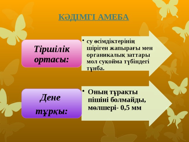 КӘДІМГІ АМЕБА су өсімдіктерінің шіріген жапырағы мен органикалық заттары мол суқойма түбіндегі тұнба. су өсімдіктерінің шіріген жапырағы мен органикалық заттары мол суқойма түбіндегі тұнба. Тіршілік ортасы: Оның тұрақты пішіні болмайды, мөлшері- 0,5 мм Оның тұрақты пішіні болмайды, мөлшері- 0,5 мм Дене тұрқы: