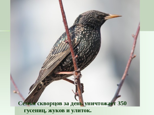 Семья скворцов за день уничтожает 350 гусениц, жуков и улиток.