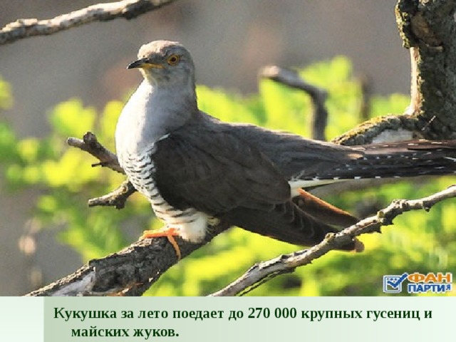 Кукушка за лето поедает до 270 000 крупных гусениц и майских жуков.