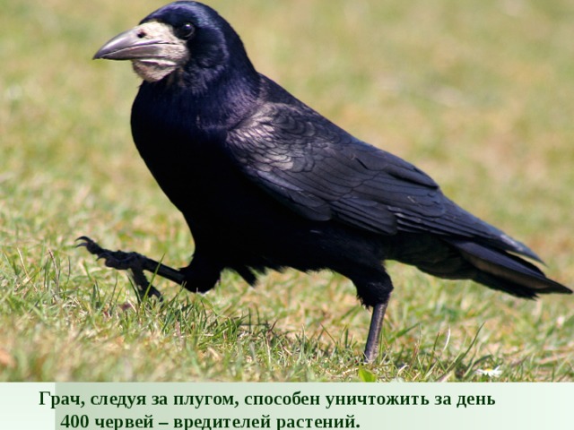 Грач, следуя за плугом, способен уничтожить за день 400 червей – вредителей растений.