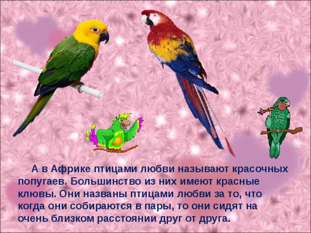 А в Африке птицами любви называют красочных попугаев. Большинство из них имеют красные клювы. Они названы птицами любви за то, что когда они собираются в пары, то они сидят на очень близком расстоянии друг от друга.