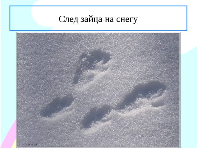 След зайца на снегу