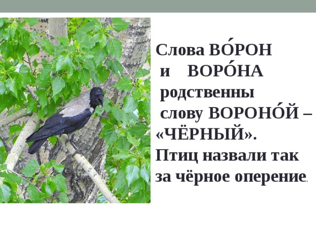 ´ Слова ВОРОН  и ВОРОНА  родственны  слову ВОРОНОЙ – «ЧЁРНЫЙ». Птиц назвали так за чёрное оперение . ´ ´