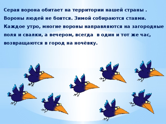 Серая ворона обитает на территории нашей страны . Вороны людей не боятся. Зимой собираются стаями. Каждое утро, многие вороны направляются на загородные поля и свалки, а вечером, всегда в один и тот же час, возвращаются в город на ночёвку.