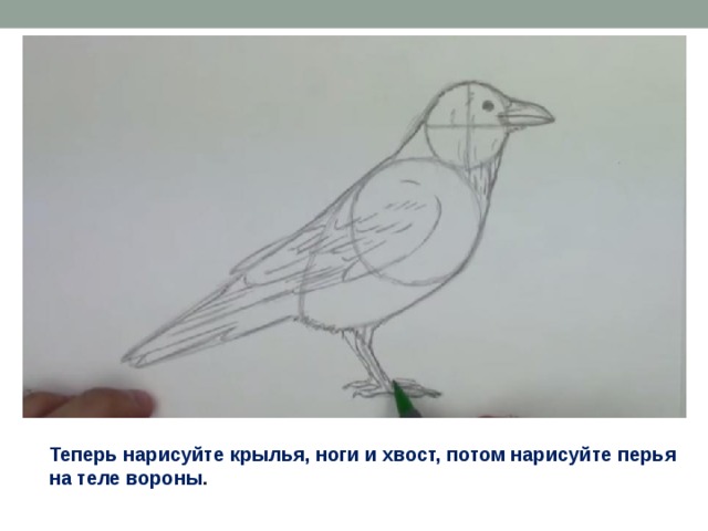Теперь нарисуйте крылья, ноги и хвост, потом нарисуйте перья на теле вороны .