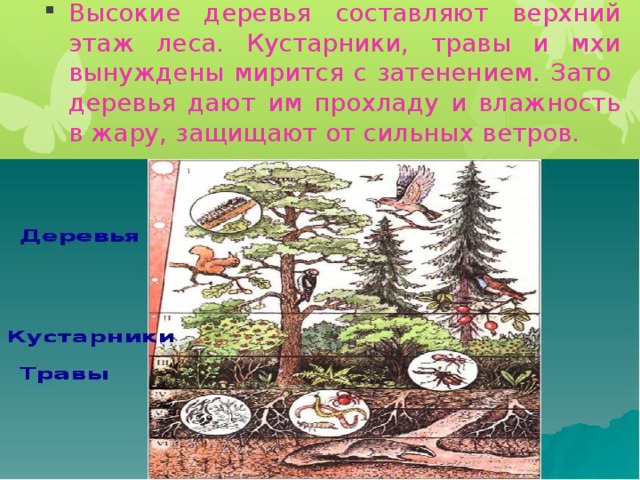 Высокие деревья составляют верхний этаж леса. Кустарники, травы и мхи вынуждены мирится с затенением. Зато деревья дают им прохладу и влажность в жару, защищают от сильных ветров.