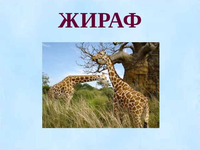 ЖИРАФ