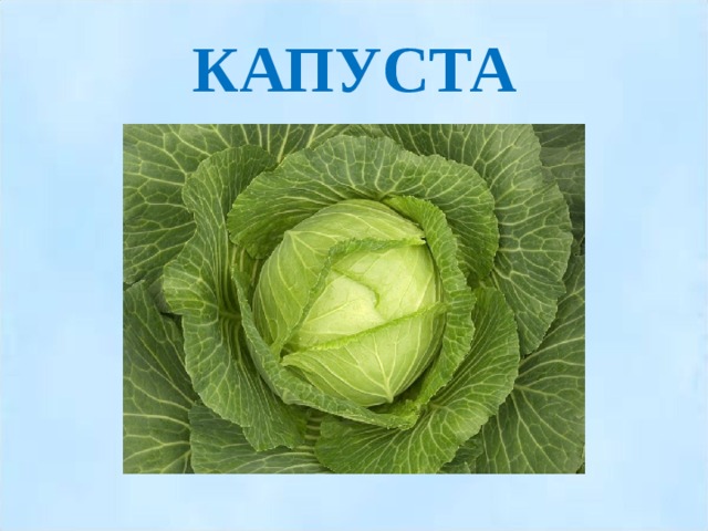 КАПУСТА