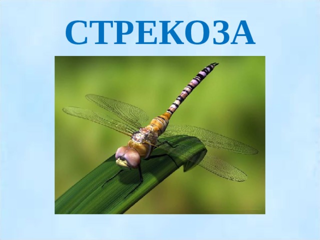 СТРЕКОЗА