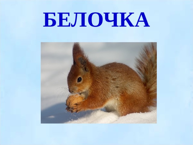 БЕЛОЧКА