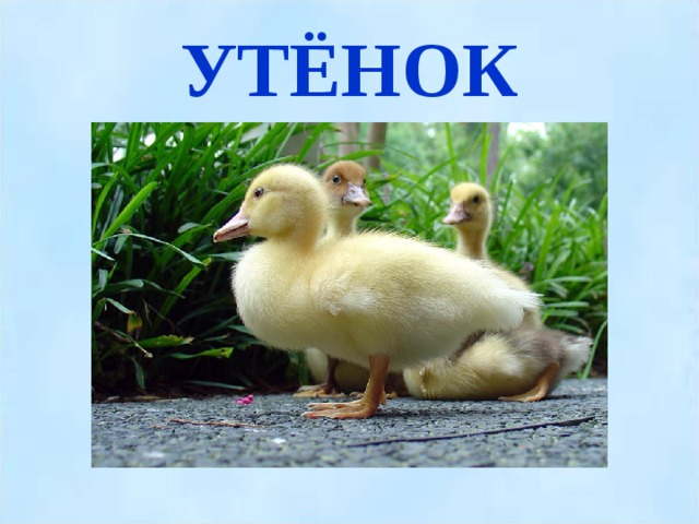 УТЁНОК