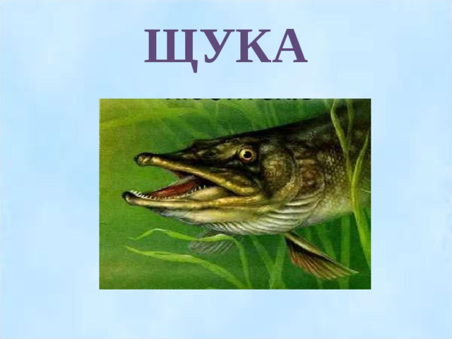 ЩУКА