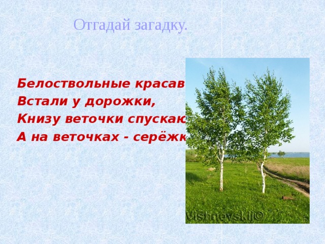 Отгадай загадку. Белоствольные красавицы Встали у дорожки, Книзу веточки спускают, А на веточках - серёжки.