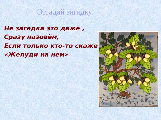 Отгадай загадку. Не загадка это даже , Сразу назовём, Если только кто-то скажет: «Желуди на нём»