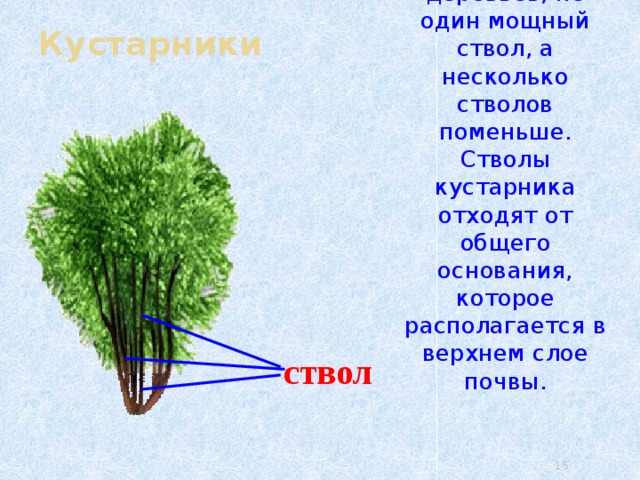 Кустарники У кустарников, в отличие от деревьев, не один мощный ствол, а несколько стволов поменьше. Стволы кустарника отходят от общего основания, которое располагается в верхнем слое почвы. ствол 4 15