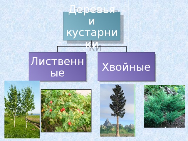 Деревья и кустарники Лиственные Хвойные