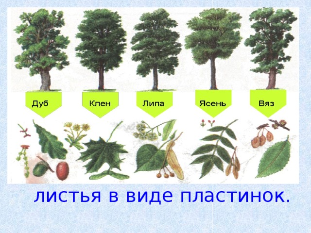 У растений листья в виде