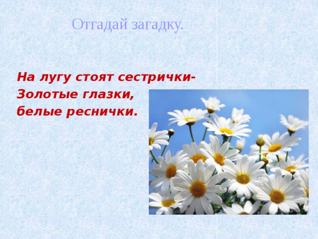 Отгадай загадку. На лугу стоят сестрички- Золотые глазки, белые реснички.