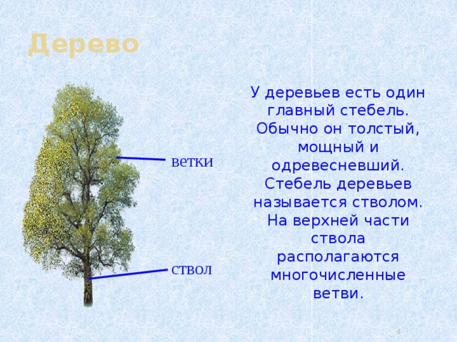 Дерево У деревьев есть один главный стебель. Обычно он толстый, мощный и одревесневший. Стебель деревьев называется стволом. На верхней части ствола располагаются многочисленные ветви. ветки ствол 3 4