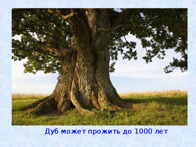 https://yandex.ru/images/search?text=%D0%B4%D1%83%D0%B1%20%D0%BA%D0%B0%D1%80%D1%82%D0%B8%D0%BD%D0%BA%D0%B8&img_url=https%3A%2F%2Fmassivnaya-doska.ru%2Fassets%2Fimages%2Fresources%2F155%2Foak-tree.jpg&pos=20&rpt=simage&lr=11271 Дуб может прожить до 1000 лет . 4