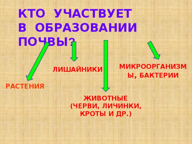 КТО УЧАСТВУЕТ  В ОБРАЗОВАНИИ ПОЧВЫ ? МИКРООРГАНИЗМЫ , БАКТЕРИИ ЛИШАЙНИКИ РАСТЕНИЯ ЖИВОТНЫЕ (ЧЕРВИ, ЛИЧИНКИ, КРОТЫ И ДР.)