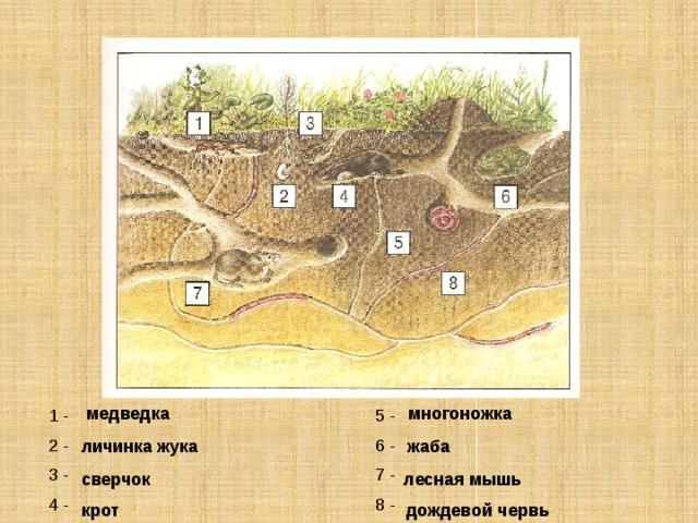 медведка многоножка 1 - 5 - 2 - 6 - 3 - 7 - 4 - 8 - личинка жука жаба сверчок лесная мышь крот дождевой червь