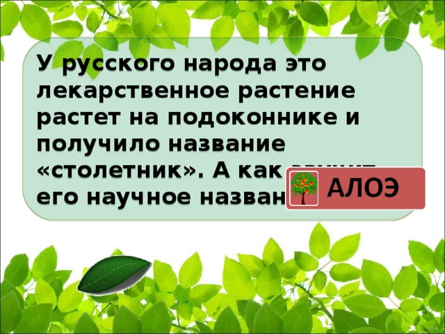 У русского народа это лекарственное растение растет на подоконнике и получило название «столетник». А как звучит его научное название?