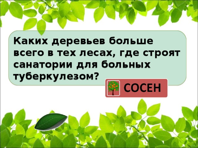 Каких деревьев больше всего в тех лесах, где строят санатории для больных туберкулезом? 