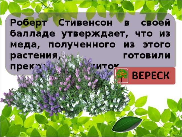 Роберт Стивенсон в своей балладе утверждает, что из меда, полученного из этого растения, готовили прекрасный напиток