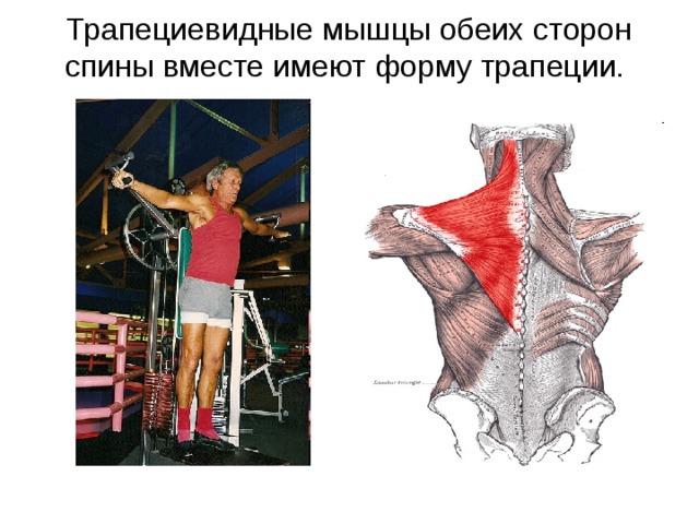 Трапециевидные мышцы обеих сторон спины вместе имеют форму трапеции.