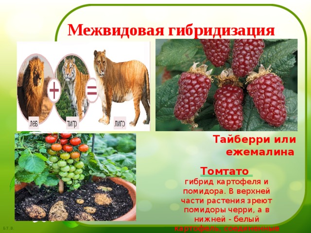 Межвидовая гибридизация Тайберри или ежемалина Томтато гибрид картофеля и помидора. В верхней части растения зреют помидоры черри, а в нижней - белый картофель, соединенные одним стеблем.
