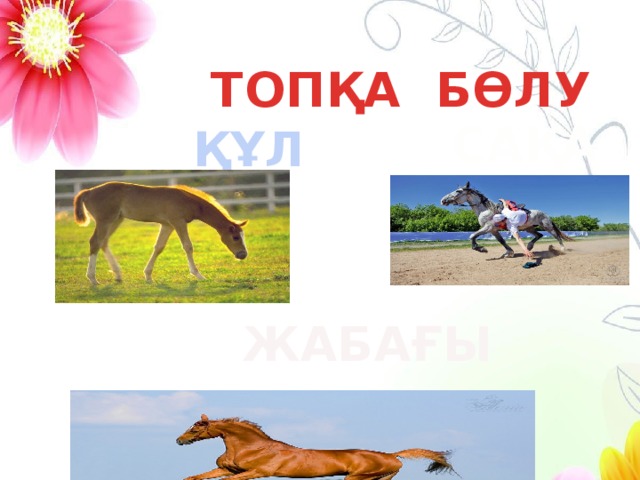 САҚА АТ ТОПҚА БӨЛУ ҚҰЛЫН  ЖАБАҒЫ