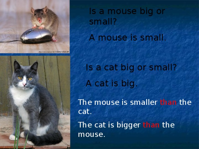Is a mouse big or small? A mouse is small. Is a cat big or small? A cat is big. The mouse is smaller than the cat. The cat is bigger than the mouse.