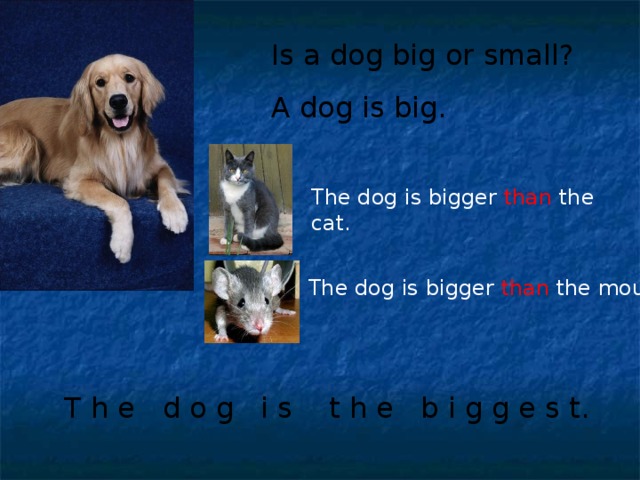 Is a dog big or small? A dog is big. The dog is bigger than the cat. The dog is bigger than the mouse. T  h e d o g i s t h e b i g g e s t.