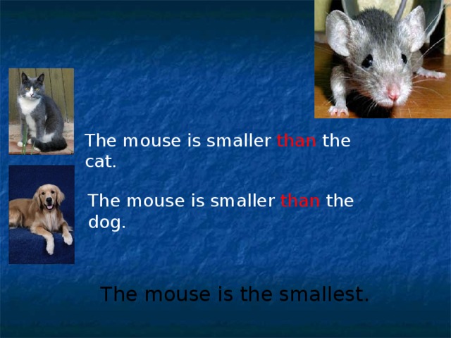 The mouse is smaller than the cat.  The mouse is smaller than the dog. The mouse is the smallest.