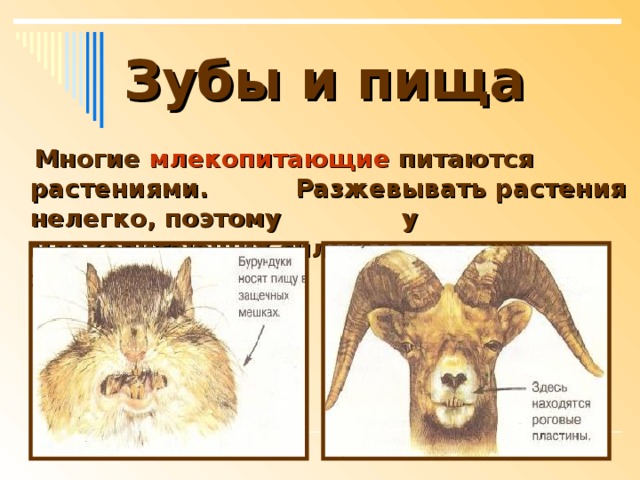 Зубы и пища  Многие млекопитающие питаются растениями. Разжевывать растения нелегко, поэтому у млекопитающих сильные коренные зубы.