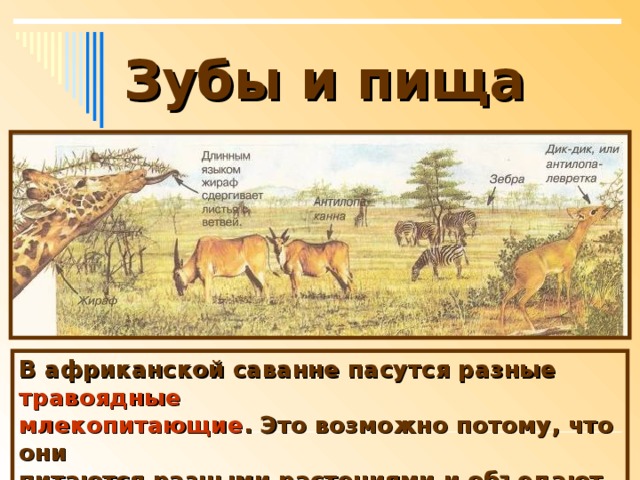 Зубы и пища В африканской саванне пасутся разные травоядные млекопитающие . Это возможно потому, что они питаются разными растениями и объедают их на разной высоте.