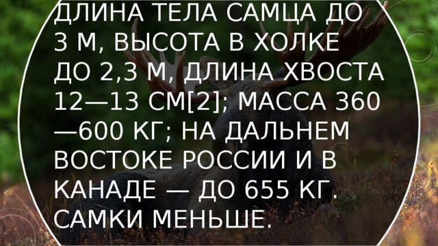 Длина тела самца до 3 м, высота в холке до 2,3 м, длина хвоста 12—13 см[2]; масса 360—600 кг; на Дальнем Востоке России и в Канаде — до 655 кг. Самки меньше.