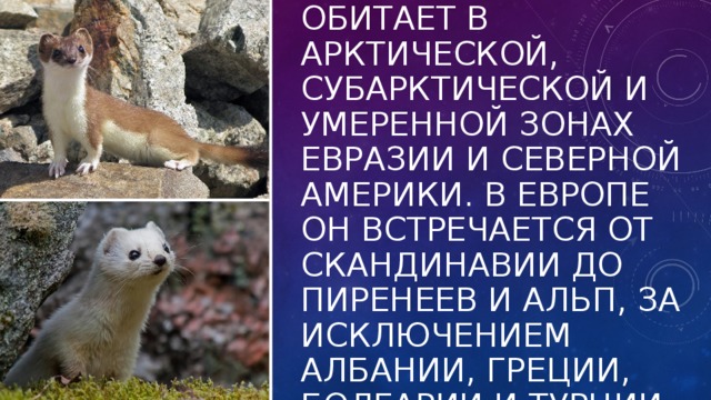 Обитает в арктической, субарктической и умеренной зонах Евразии и Северной Америки. В Европе он встречается от Скандинавии до Пиренеев и Альп, за исключением Албании, Греции, Болгарии и Турции.