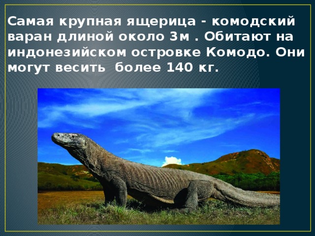 Самая крупная ящерица - комодский варан длиной около 3м . Обитают на индонезийском островке Комодо. Они могут весить более 140 кг.